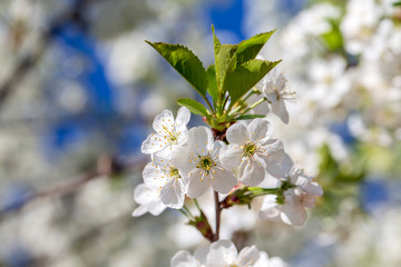 White flowers of the cherry blossoms on a spring day over blue sky background. Flowering fruit tree in Ukraine, close up