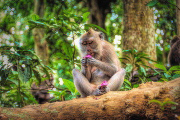 Long tailed macaque monkey,sacred monkey forest, Bali,Indonesia