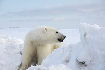 Fototapeta na wymiar Polar bear in profile sits in a snowdrift in the rays of the setting sun in Novaya Zemlya (Russia)