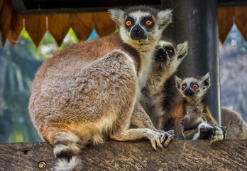A family of ring-tailed Madagascan lemurs 