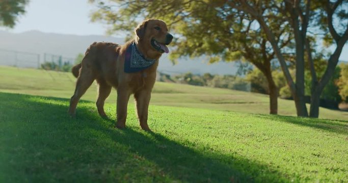 Adorable Golden Retriever looking out over green grass, cute dog in the park