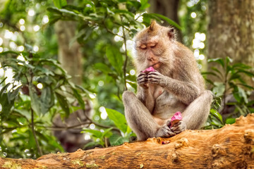 Long tailed macaque in sacred monkey forest in Ubud,Bali,Indonesia 