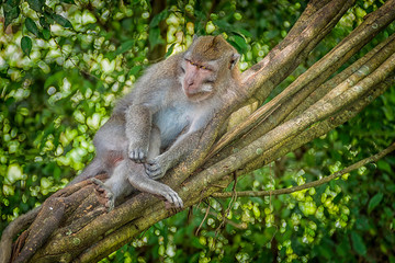 Long tailed macaque in sacred monkey forest in Ubud,Bali,Indonesia 