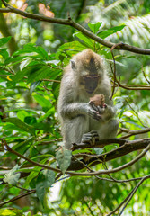 Long tailed macaque in sacred monkey forest in Ubud,Bali,Indonesia 