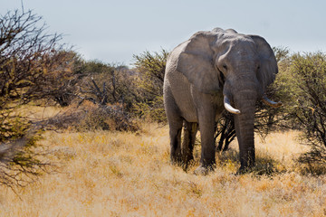 Obraz premium Elephants at Chobe National Park
