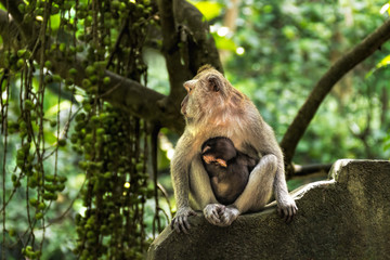 Long tailed macaque in sacred monkey forest in Ubud,Bali,Indonesia 