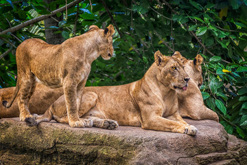 Three Lionesses sitting on a rock 
