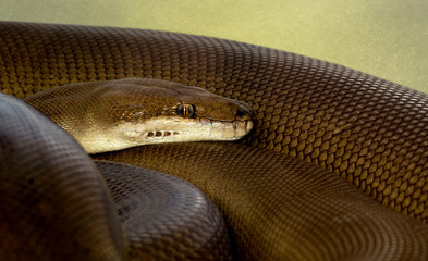 Close-up view of an Olive Python or Liasis olivaceus in Australia