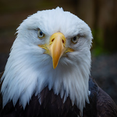 Staring Eagle Portrait