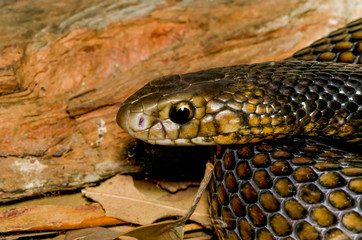 close up of an eastern brown snake