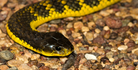 The Western Tiger Snake (Notechis scutatus occidentalis) Found in the southwest part of Western...