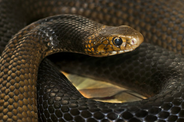 Close up of an Eastern brown snake (Pseudonaja textilis)