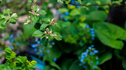 in spring, the branch of Apple begins to bloom