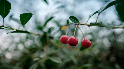 cherry on a branch with leaves close-up after rain