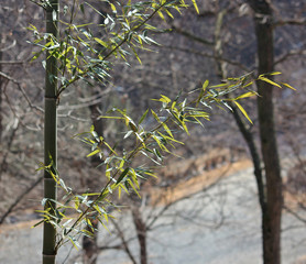 겨울 대나무 잎