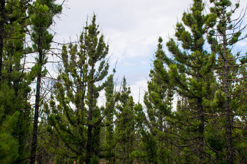 trees in the forest