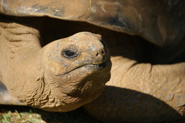 Mauritius Trauminsel