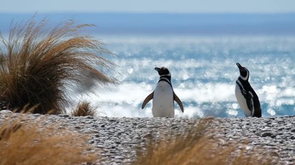 Magellanic penguins (Spheniscus magellanicus) on the beach of the Atlantic Ocean in Patagonia, Argentina