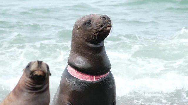 Sea Lion (Otaria flavescens) with neck damage caused by plastic garbage sits on the shore, Patagonia, Argentina.
