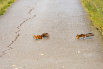 squirrels take care of the footpath in the park