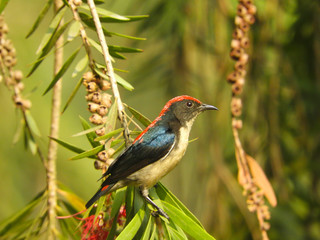 Obraz premium bird on a branch (scarlet)