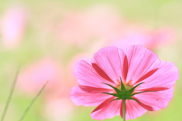 コスモスの花