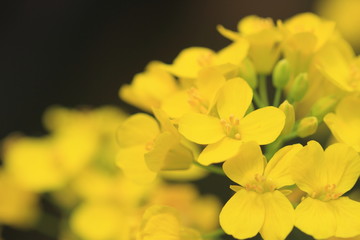 菜の花