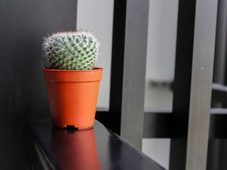 green cactus in a pot at balcony