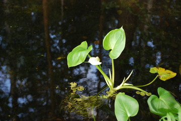 callas in the water, forest wetland