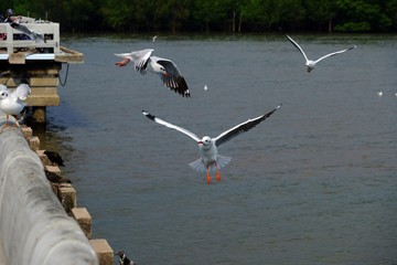 A seagull with its fully-released claws ready to catch the prey.
