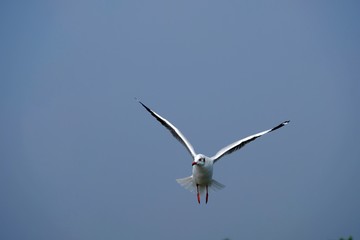 An elegant seagull shot facing the camera with fierce eyes with dully blue sky background.