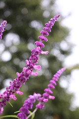 アメジストセージ