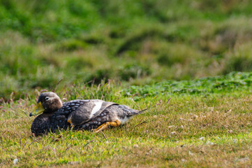 Flightless Steamer Ducks on Carcass Island