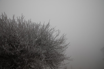 hard rime, frozen tree winter wonderland scenery. Fog and Mist background, natural tree. frozen leaves, freezing fog. moisture forming ice.