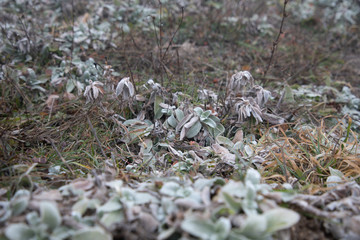 hard rime, frozen plants wonderland scenery. Fog and Mist background, frozen leaves and flowers. moisture forming ice.