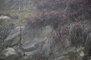 frozen plants wonderland scenery. Fog and Mist background and stones in the center.