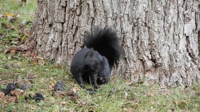 4 K Black Squirrel Looking Up Then Scratching Itself Then Looking Around Closeup