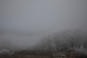 Obraz na płótnie Canvas hard rime, frozen tree winter wonderland scenery. Fog and Mist background, natural tree. frozen leaves, freezing fog. moisture forming ice.