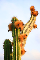 Kaktus mit Blüten und Stachelbällen