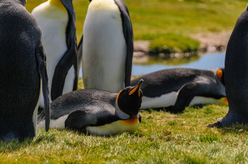 King Penguins on Salisbury plains