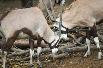 Two Orxy fighting in the zoo. 