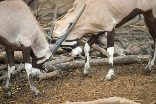 Two Orxy fighting in the zoo. 