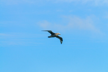 A Southern Giant Petrel in Flight