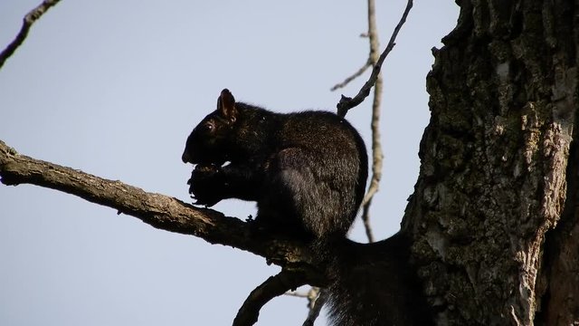 4 K Black Squirrel In Tree Eating Nut Closeup
