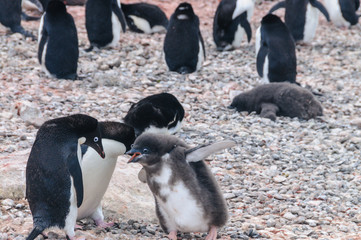 Adelie Penguin couple feeding their chick © Goldilock Project