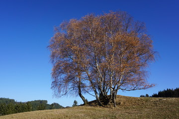 Schwarzwald im Herbst