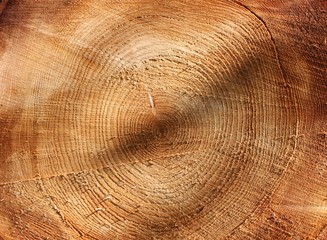 Wood tree rings texture