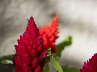 Celosia Argenta Clos Up