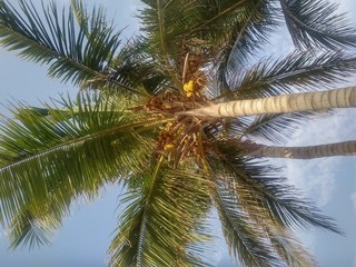 Fototapeta na wymiar Palm Tree from Jeddah, Saudi Arabia