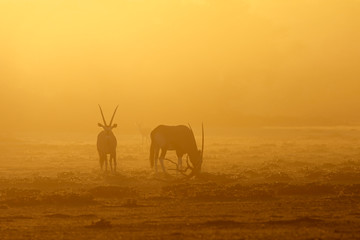 Gemsbok antelopes (Oryx gazella) in dust at sunrise, Kalahari desert, South Africa.